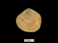 藏品(唱片簾蛤)的圖片